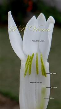  Perianth (Opened) and stamens